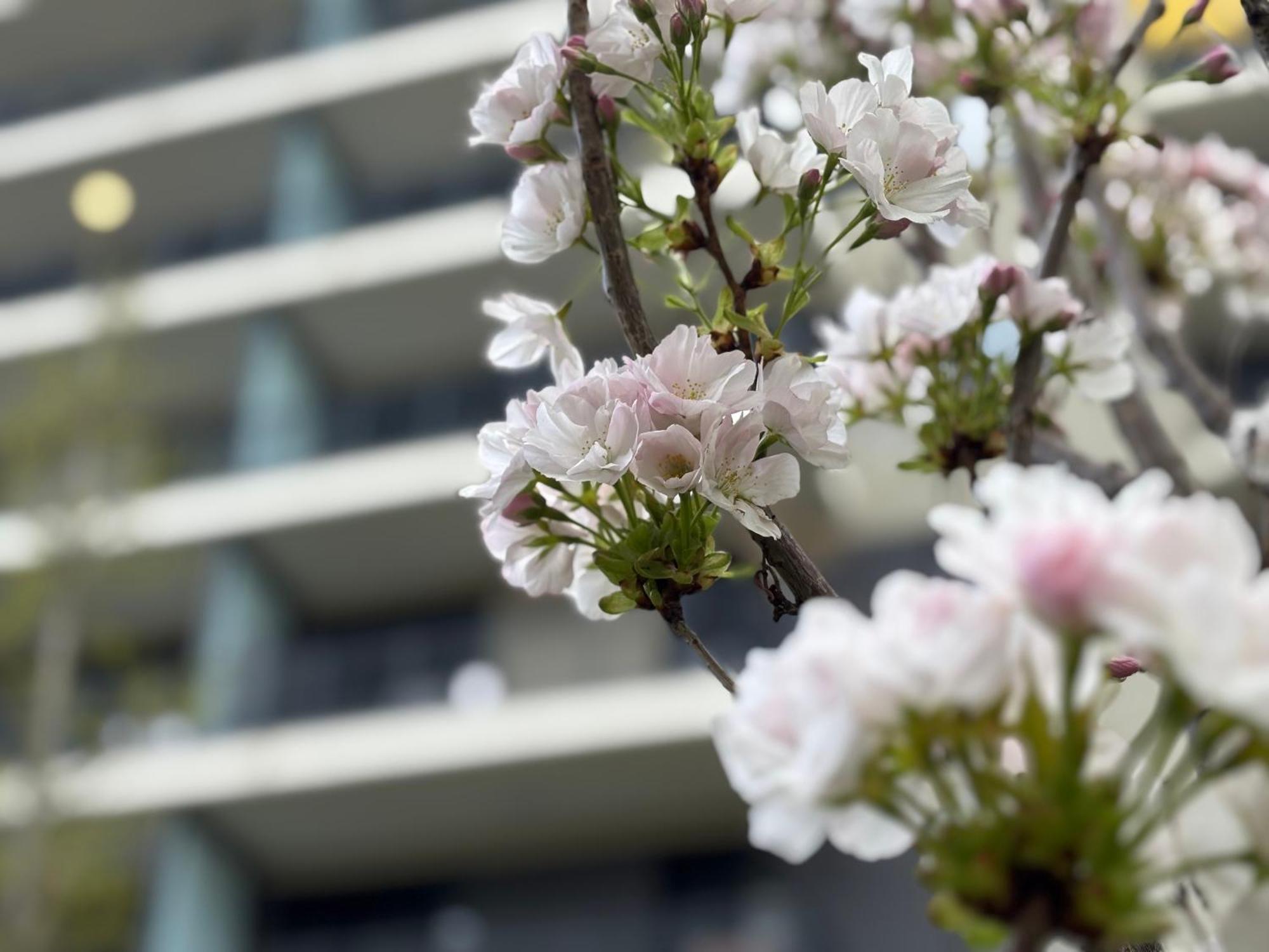 Japandi Studio Apartment, Free Parking Budapest Kültér fotó